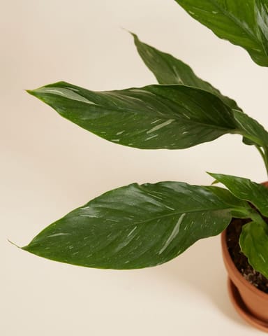 Spathiphyllum Einblatt Diamond Variegata