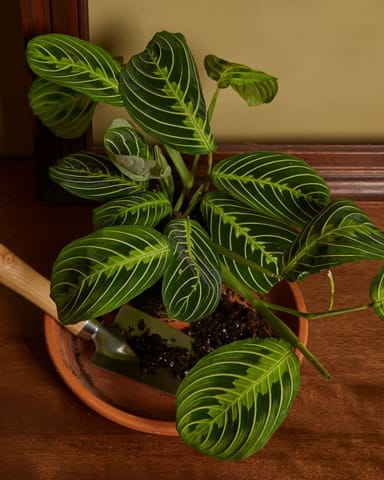 Maranta Gebetspflanze Lemon Lime