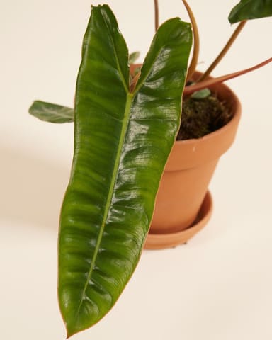 Philodendron Baumfreund Billietiae