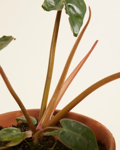 Philodendron Baumfreund Billietiae