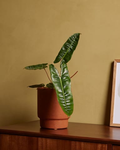 Philodendron Baumfreund Billietiae