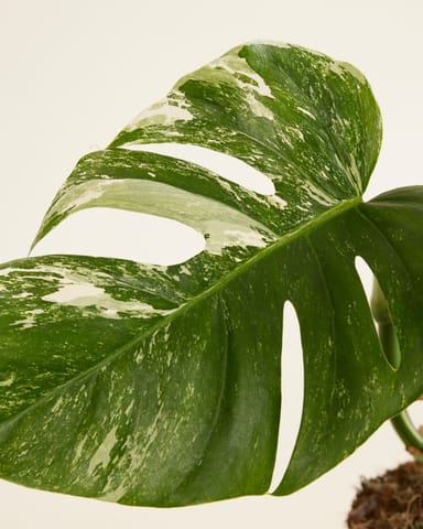 Monstera Fensterblatt Deliciosa Variegata (B-grade)