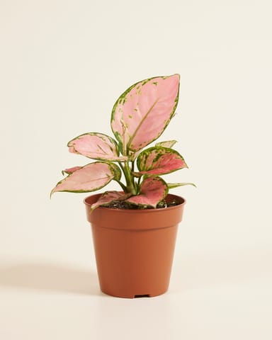 Aglaonema Kolbenfaden Pink Princess