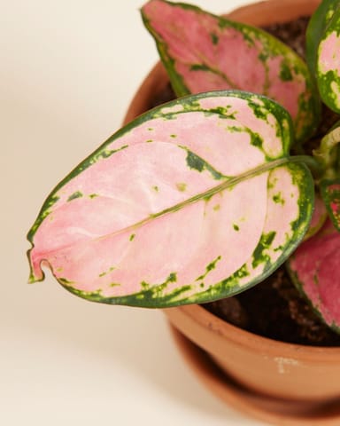 Aglaonema Kolbenfaden Pink Princess