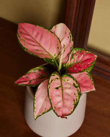Aglaonema Kolbenfaden Pink Princess