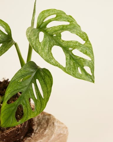 Monstera Fensterblatt Adansonii Mint