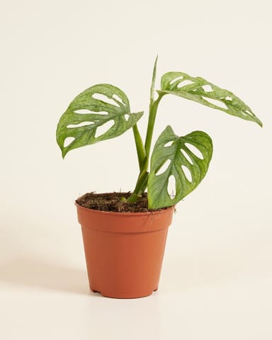 Monstera Fensterblatt Adansonii Mint