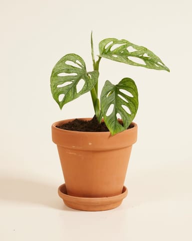 Monstera Fensterblatt Adansonii Mint