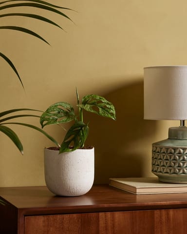Monstera Fensterblatt Adansonii Mint