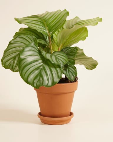 Calathea Pfeilwurze Orbifolia