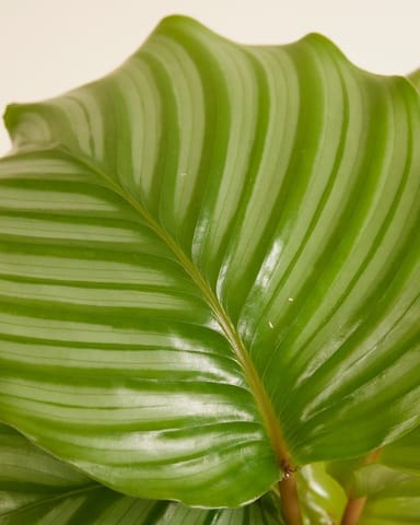 Calathea Pfeilwurze Orbifolia