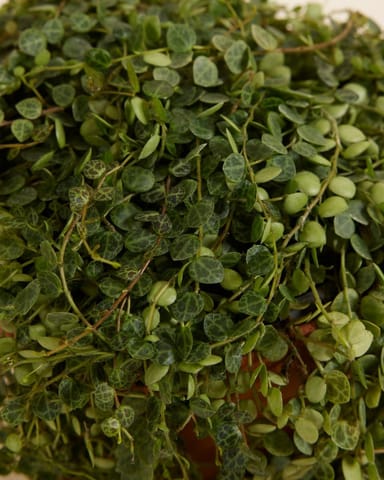 Peperomia Zwergpfeffer Prostrata