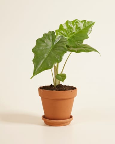 Alocasia Elefantenohr Portodora