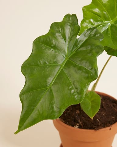 Alocasia Elefantenohr Portodora