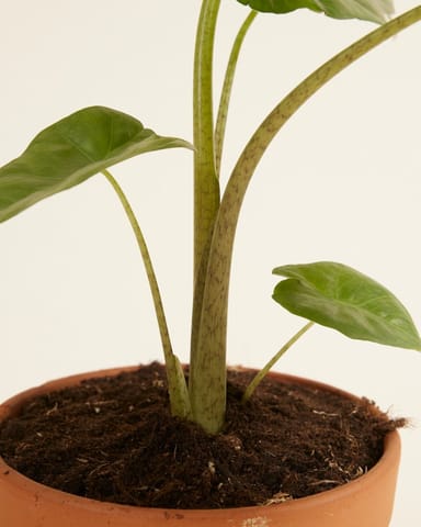 Alocasia Elefantenohr Portodora