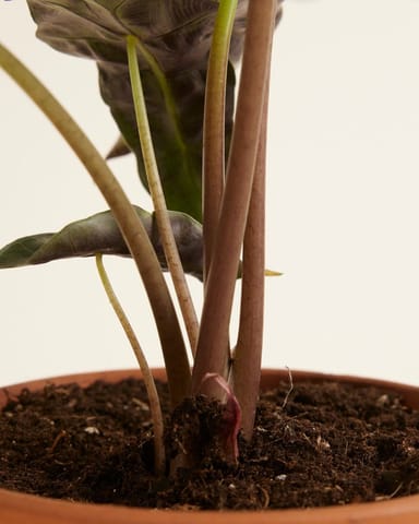 Alocasia Elefantenohr Polly