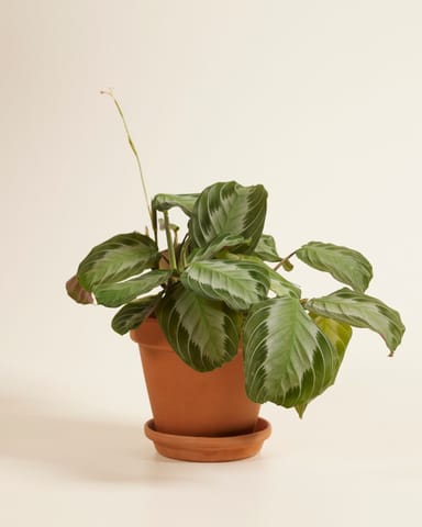 Maranta Gebetspflanze Silver Band