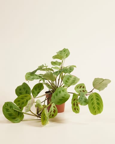 Maranta Gebetspflanze Light Veins