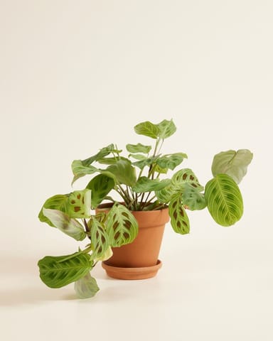 Maranta Gebetspflanze Light Veins