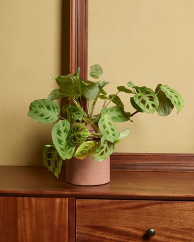 Maranta Gebetspflanze Light Veins