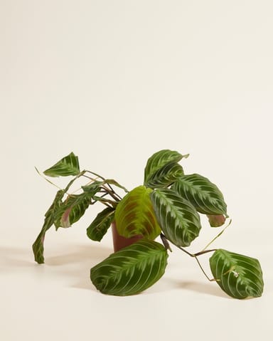 Maranta Gebetspflanze Cat Moustache (NoID)