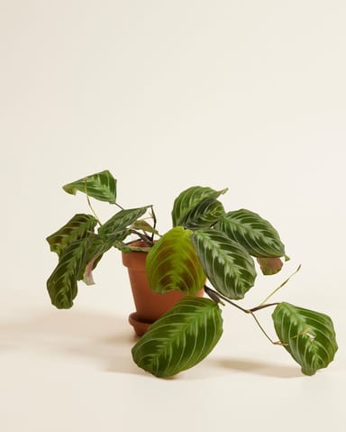 Maranta Gebetspflanze Cat Moustache (NoID)