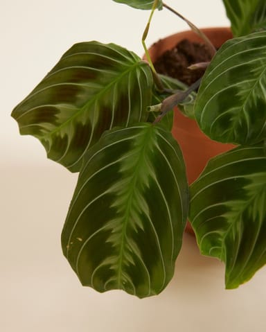 Maranta Gebetspflanze Cat Moustache (NoID)
