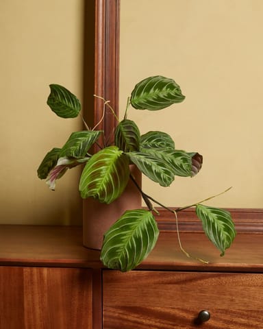 Maranta Gebetspflanze Cat Moustache (NoID)