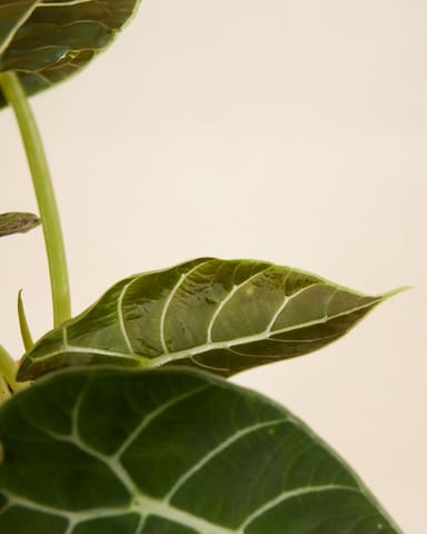 Alocasia Elefantenohr Watsoniana