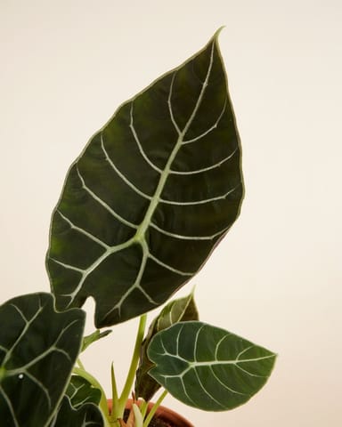 Alocasia Elefantenohr Watsoniana
