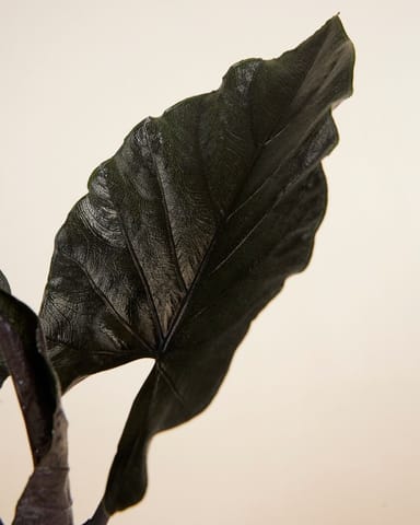 Alocasia Elefantenohr Antoro