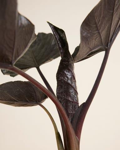 Alocasia Elefantenohr Antoro