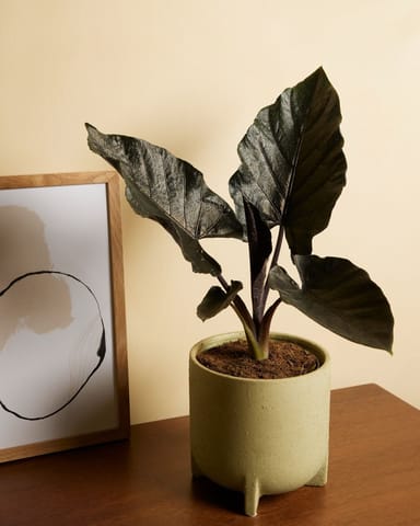 Alocasia Elefantenohr Antoro