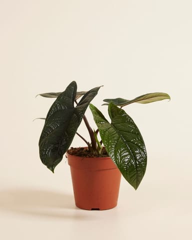 Alocasia Elefantenohr Scalprum