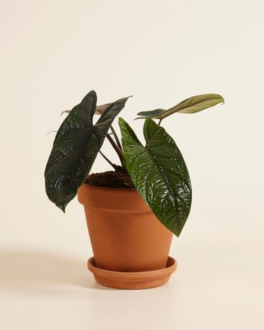 Alocasia Elefantenohr Scalprum