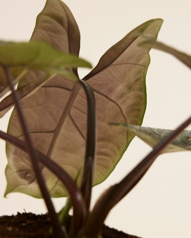 Alocasia Elefantenohr Scalprum