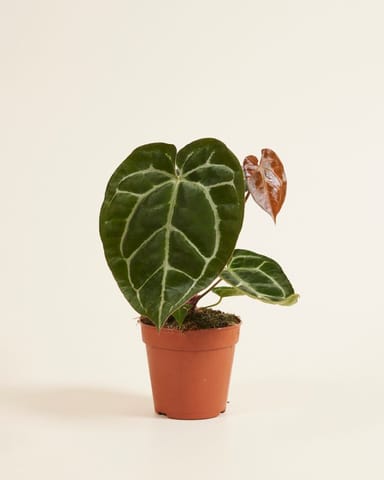 Anthurium Flamingoblumen Crystallinum