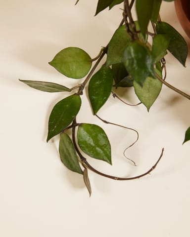 Hoya Kroniana Black