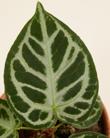 Anthurium Flamingoblumen Silver Blush