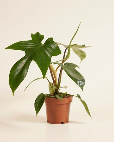 Philodendron Baumfreund Florida Green