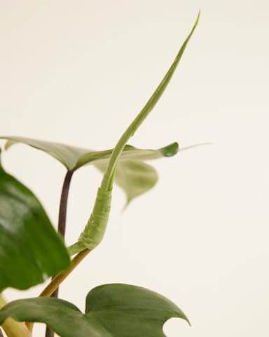 Philodendron Baumfreund Florida Green