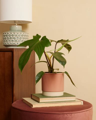 Philodendron Baumfreund Florida Green
