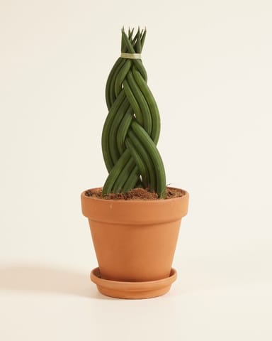 Sansevieria Twister