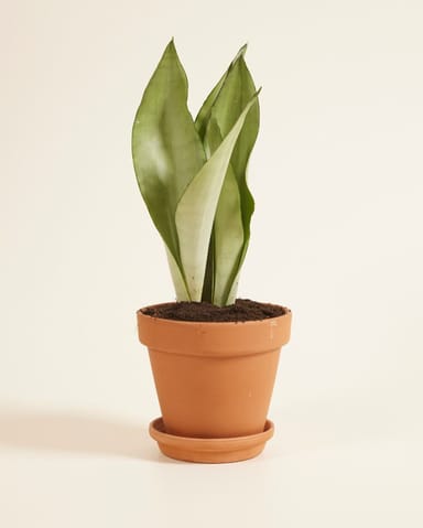 Sansevieria Trifasciata Moonshine Bogenhanf