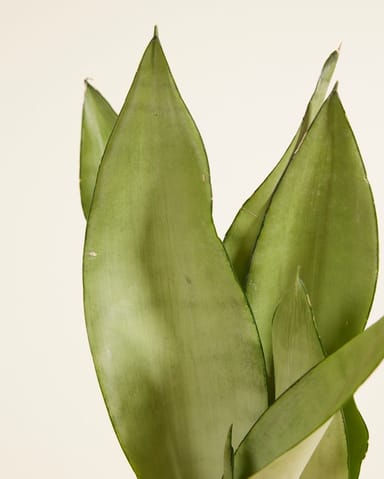 Sansevieria Trifasciata Moonshine Bogenhanf