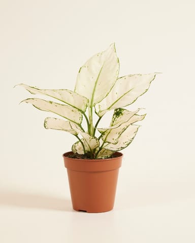 Aglaonema Kolbenfaden White Joy