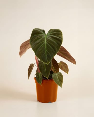 Philodendron Baumfreund El Choco Red