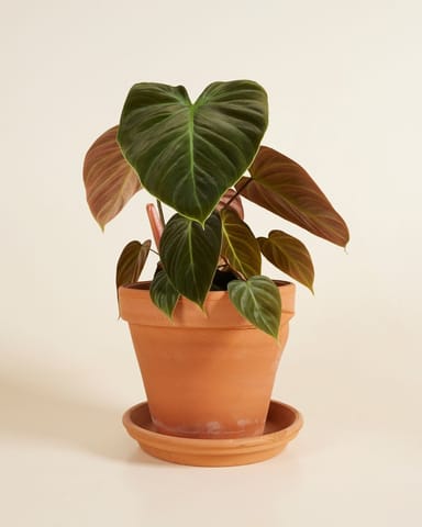 Philodendron Baumfreund El Choco Red