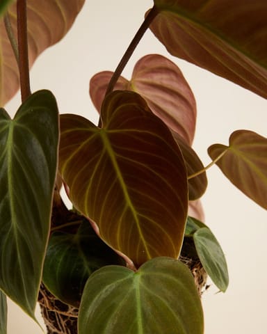 Philodendron Baumfreund El Choco Red