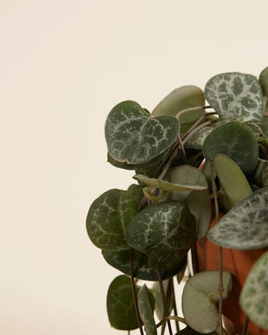 Ceropegia Woodii Leuchterblume String of Hearts